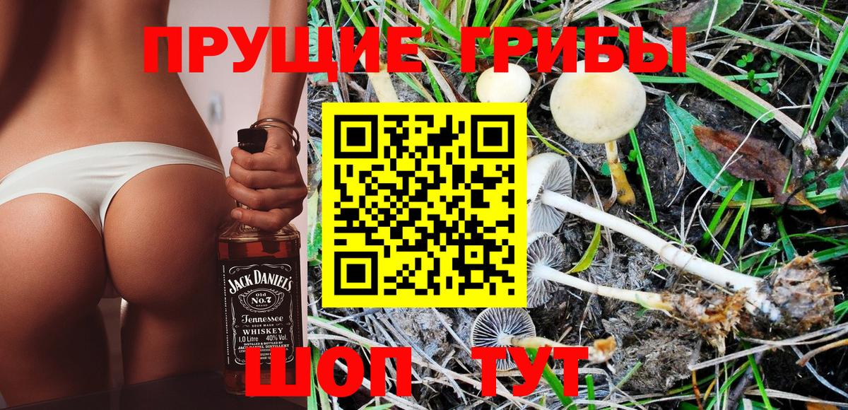 Волоколамск  Галлюциногенные грибы Psilocybine cubensis  Вход с VPN 